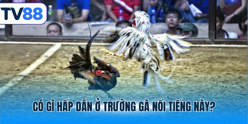 Có gì hấp dẫn ở trường gà nổi tiếng này?