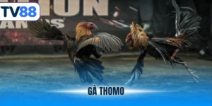 gà thomo