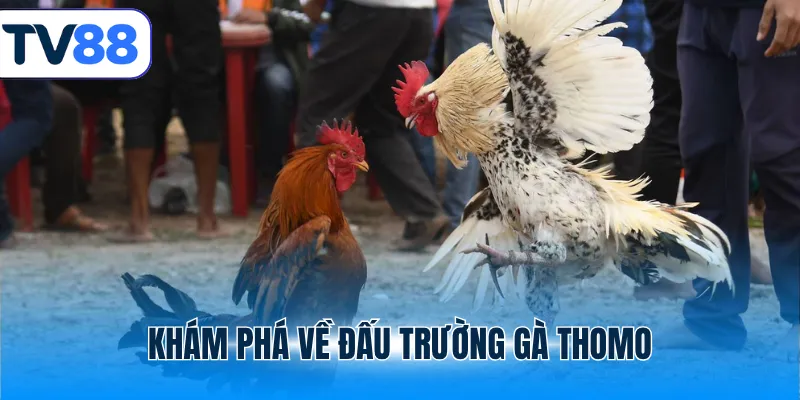 Khám phá về đấu trường gà Thomo